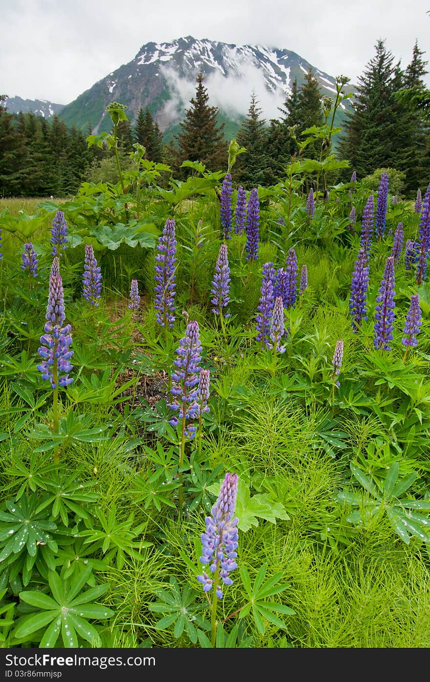 Lavenders In Full Bloom