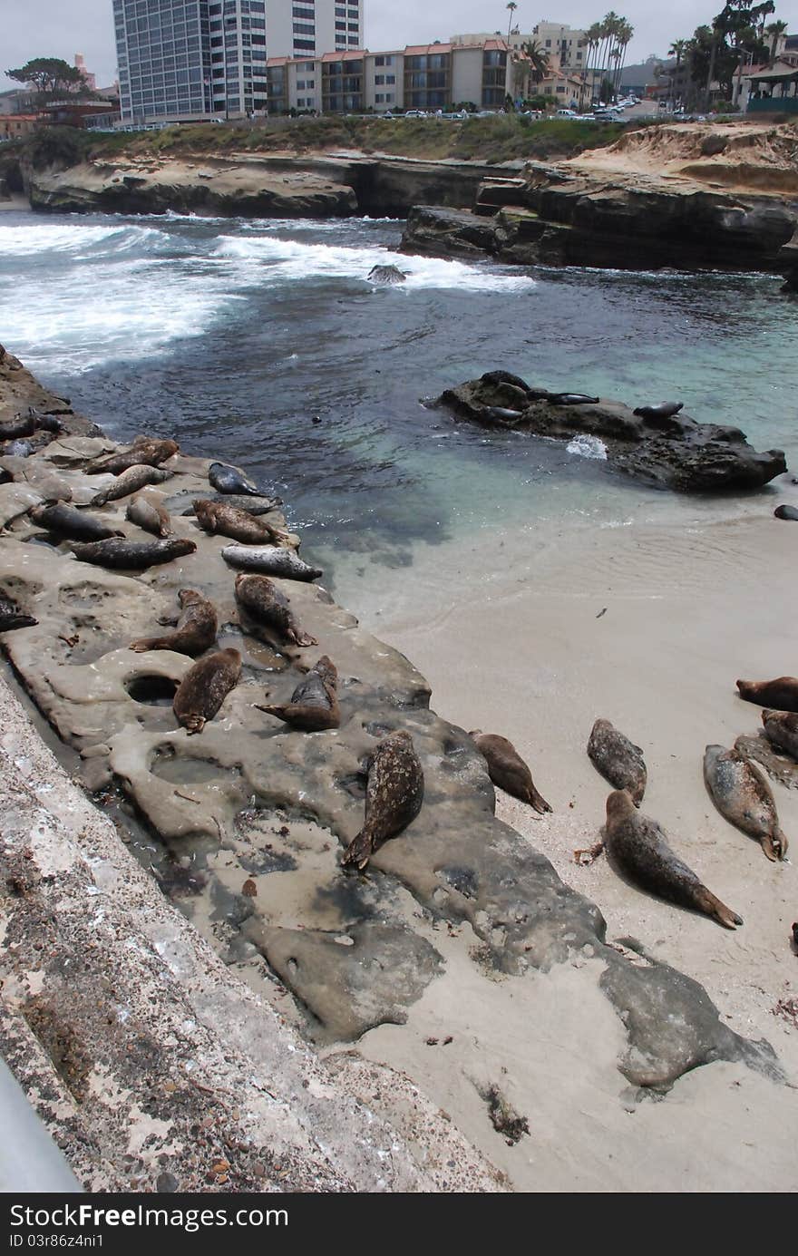 La Jolla Cove and Sea Lions