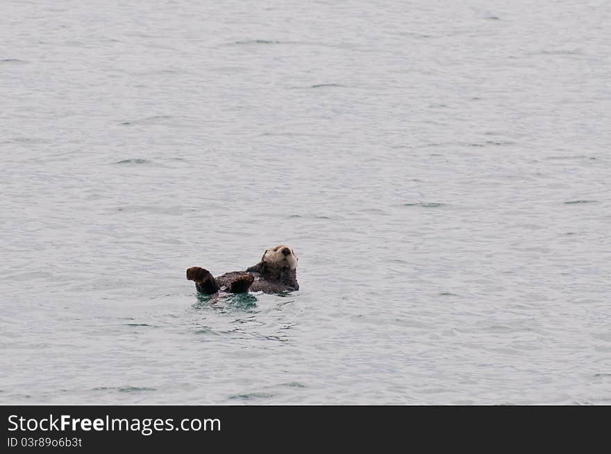 Sea Otter