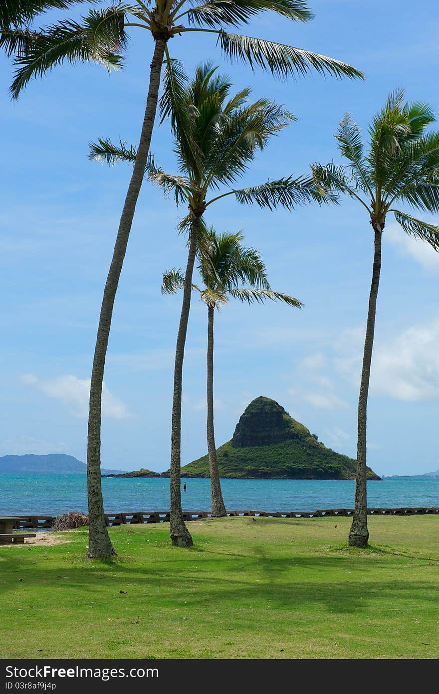 Palm Trees and Ocean Off the Coast of Oahu, Hawaii