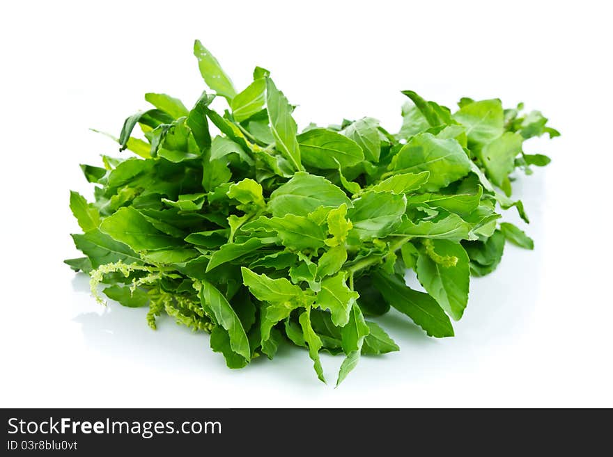 Bunch of basil on white background