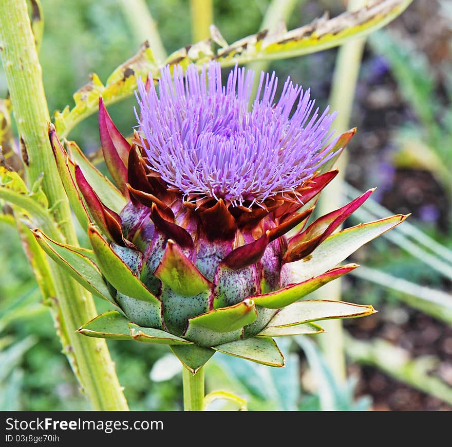 Purple Artichoke Flowers