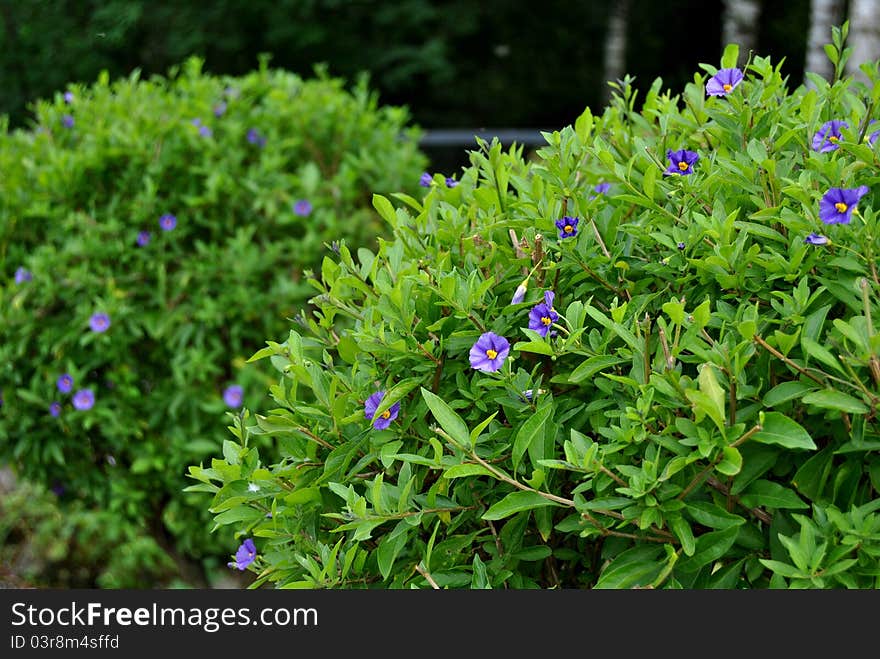 Green bush with the purple flowers