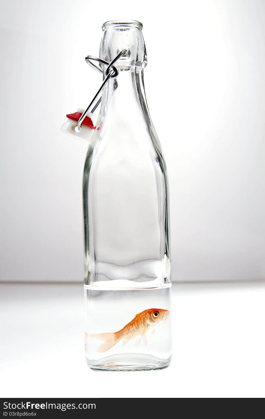 Container of water with red fish