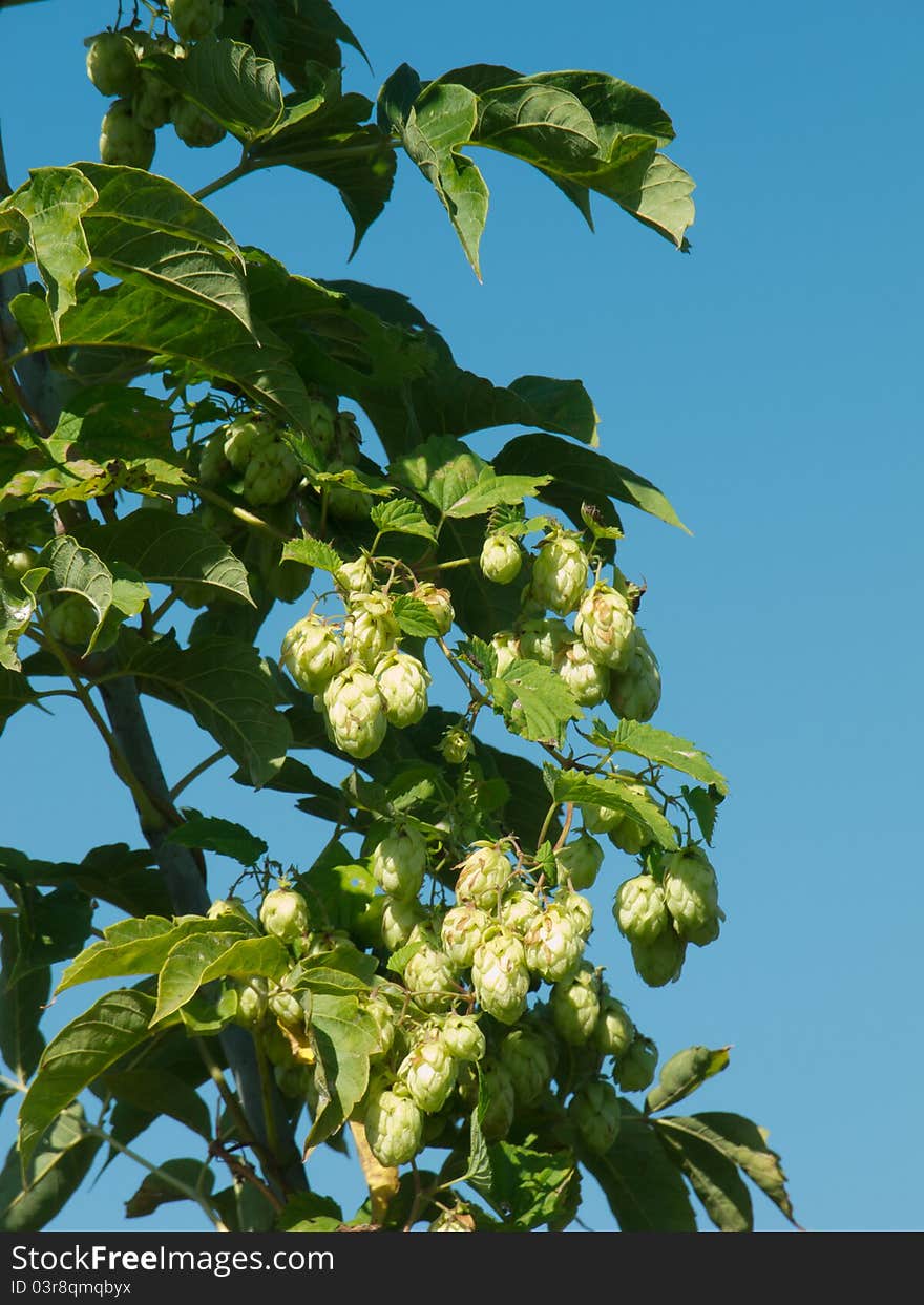 Ripe wild hops against blue sky