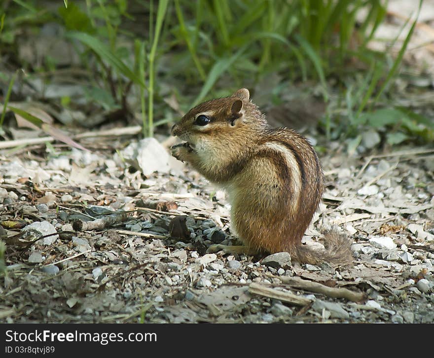 A chipmunk eating food in the wild