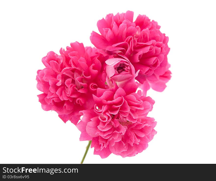 Pink curly rose on a white background