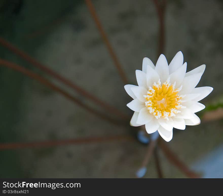 White lotus in the lake