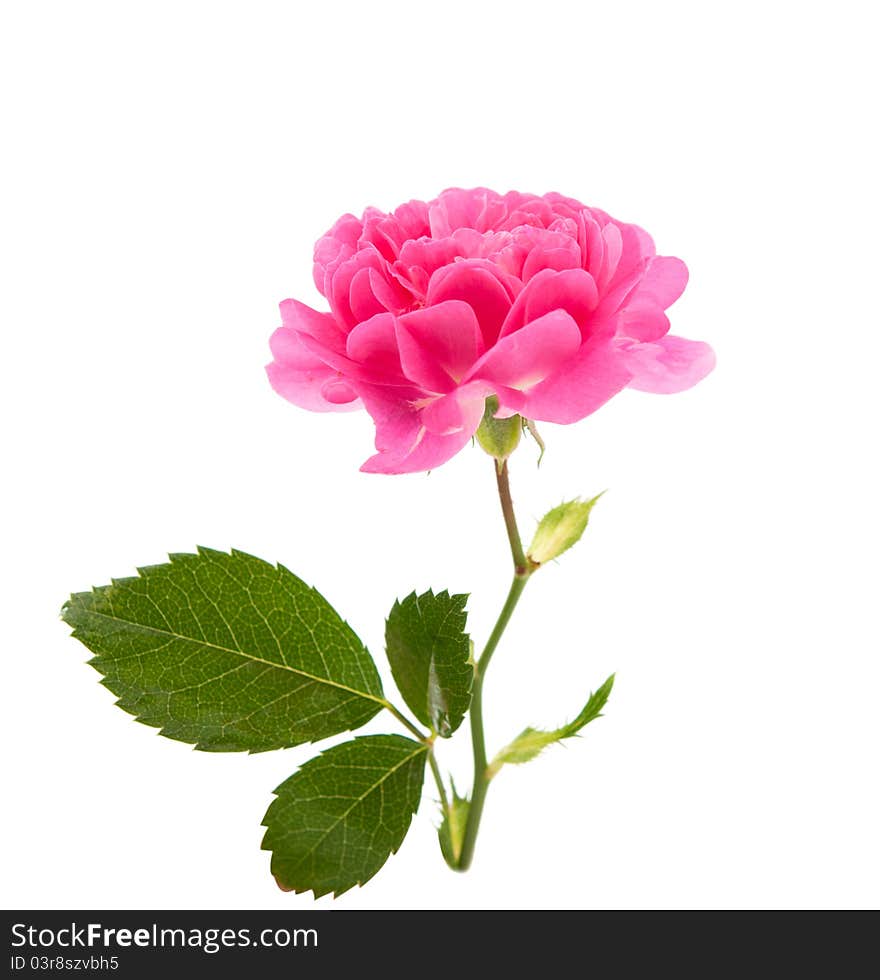 Pink curly rose on a white background