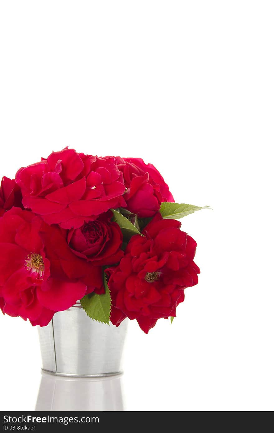 Close-up in a pail Red Roses. Isolated. Close-up in a pail Red Roses. Isolated