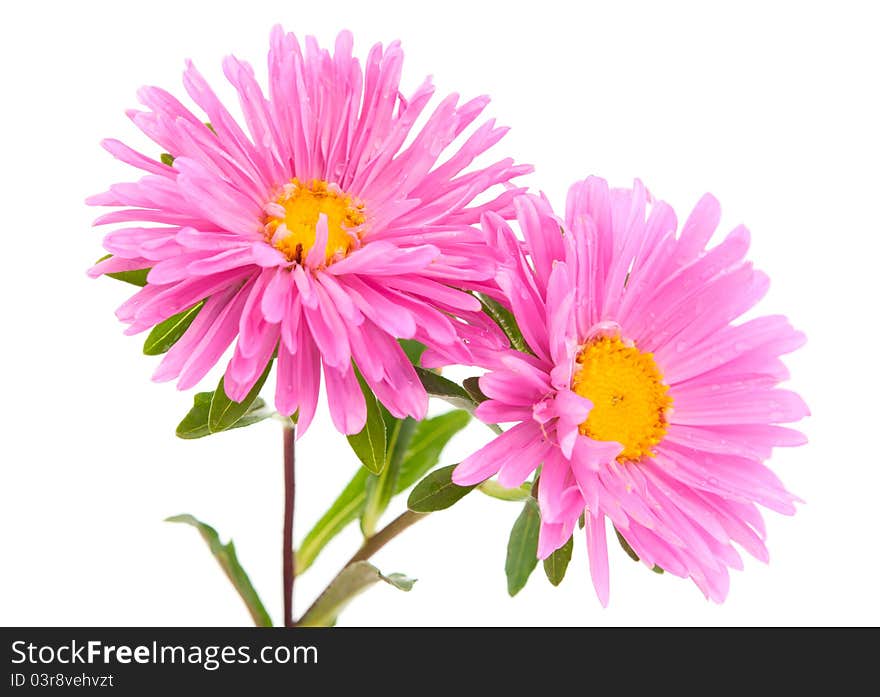 Aster on a white background