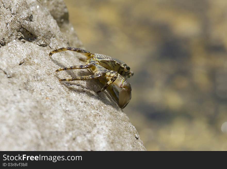 Crab on a rock