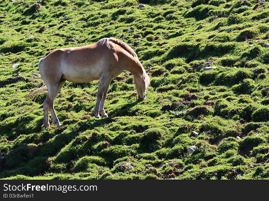 A horse in the mountains eating grass. A horse in the mountains eating grass