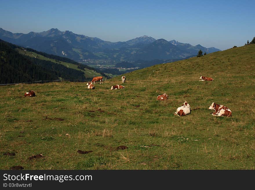 Sleeping cows in the mountains, beautiful landscape behind