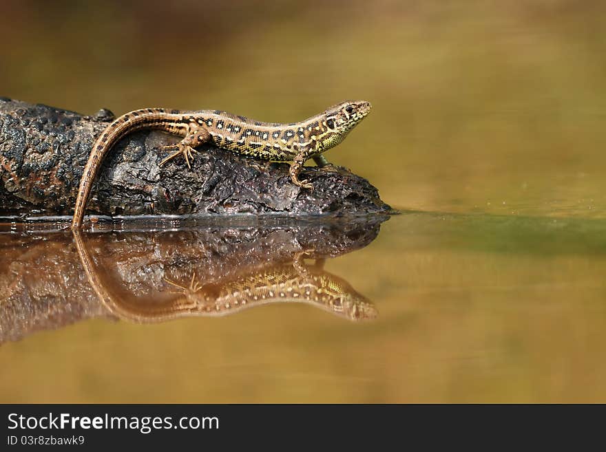 Tail in the water