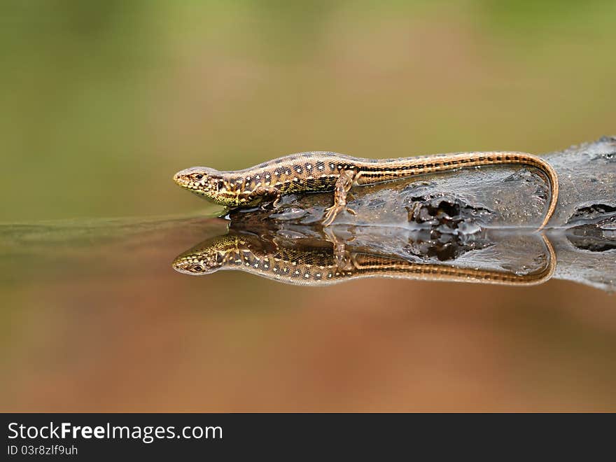 In water mirror