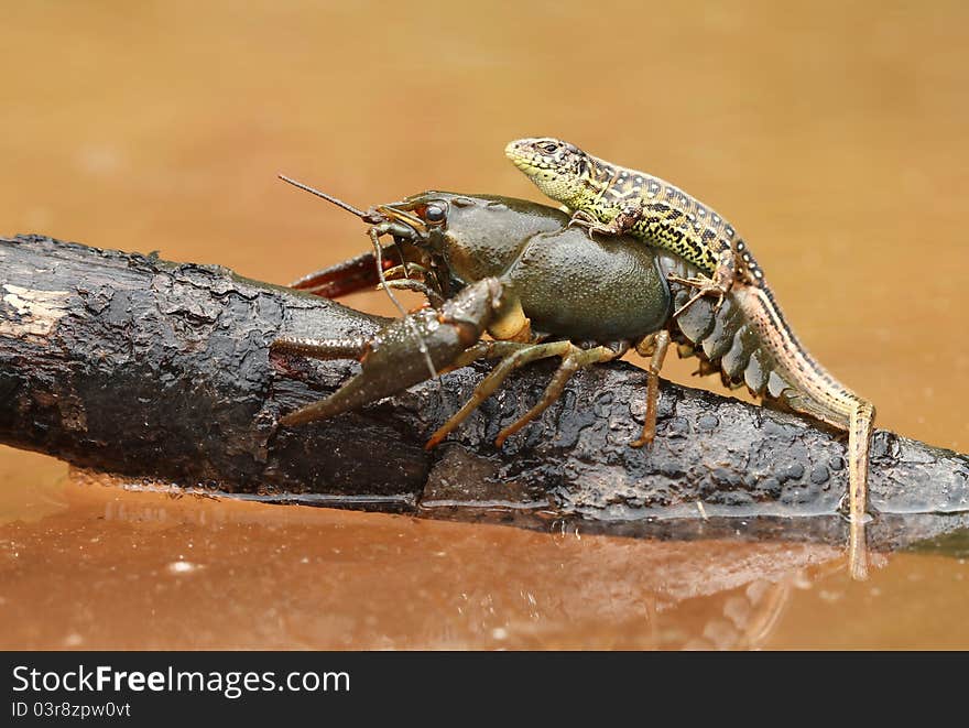 Lizard On Crayfish