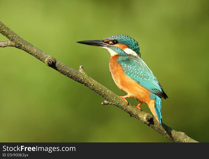 Beautiful kinfisher on branch sitting. Beautiful kinfisher on branch sitting