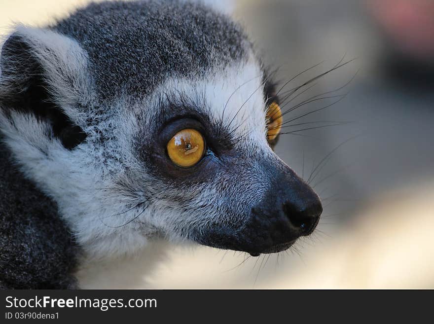 Photo of a lemur that looks carefully. Photo of a lemur that looks carefully