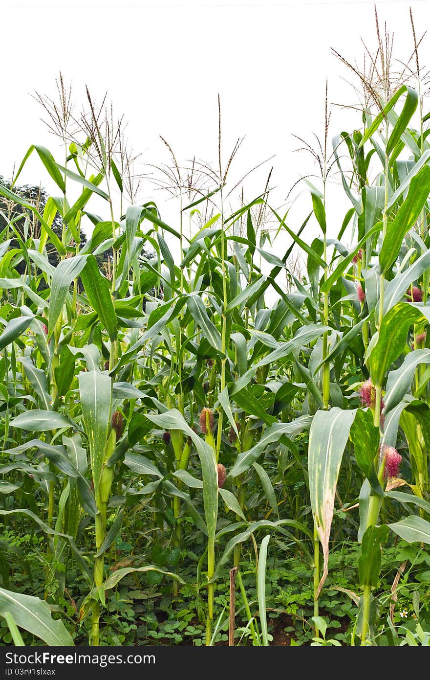 Corn field