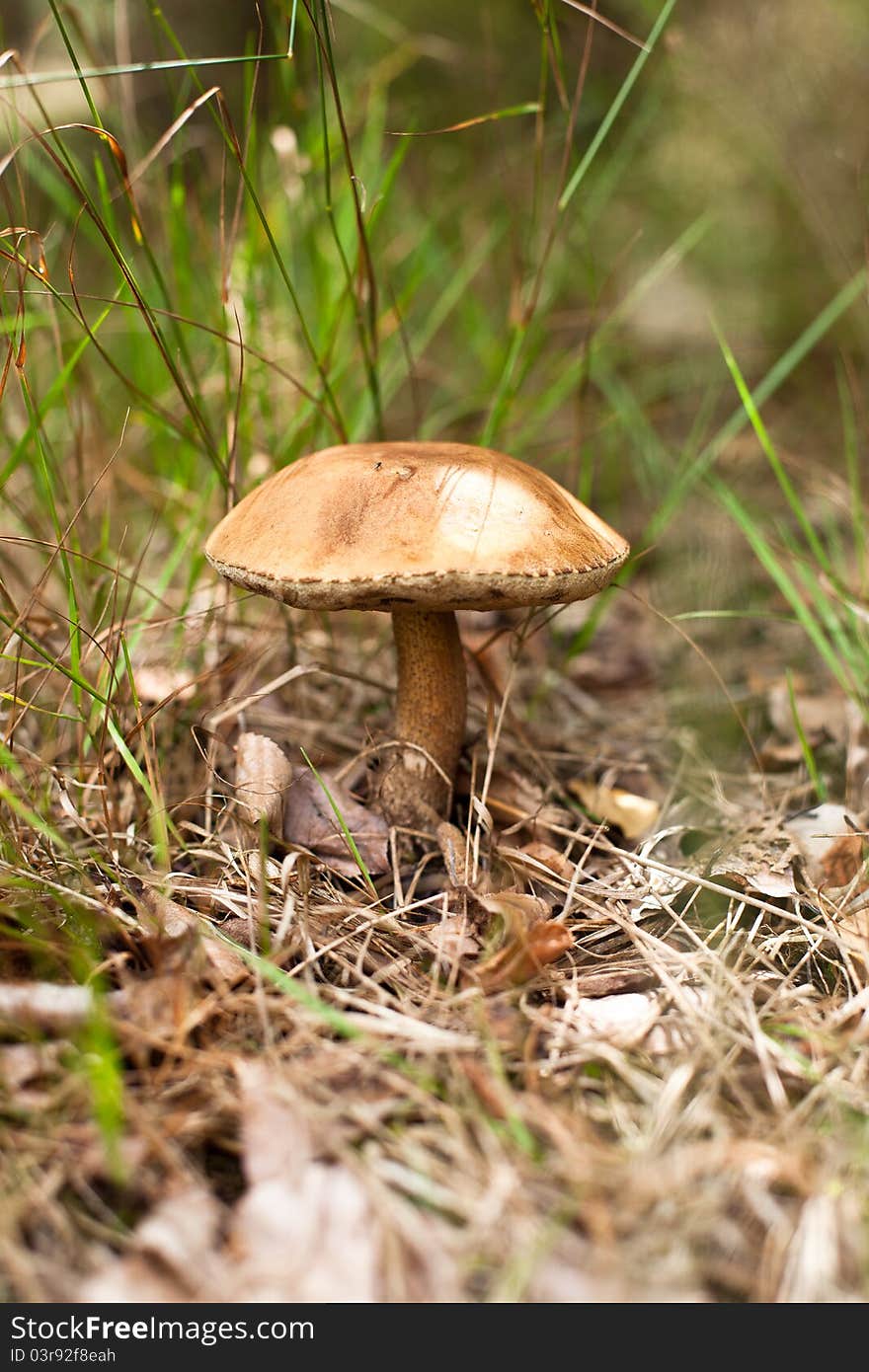 Mushroom growing among the leaves and grass in the forest. Mushroom growing among the leaves and grass in the forest