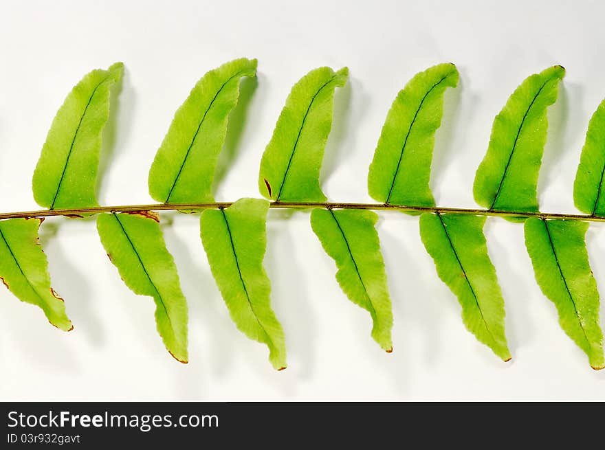 Close view of plant's green leafs, aligned horizontally