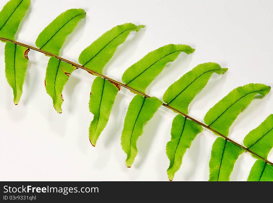 Plant's branch with green leafs, rotated by 45 degrees