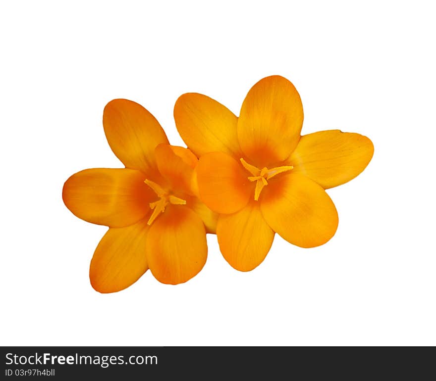 Flower head isolated on a white background