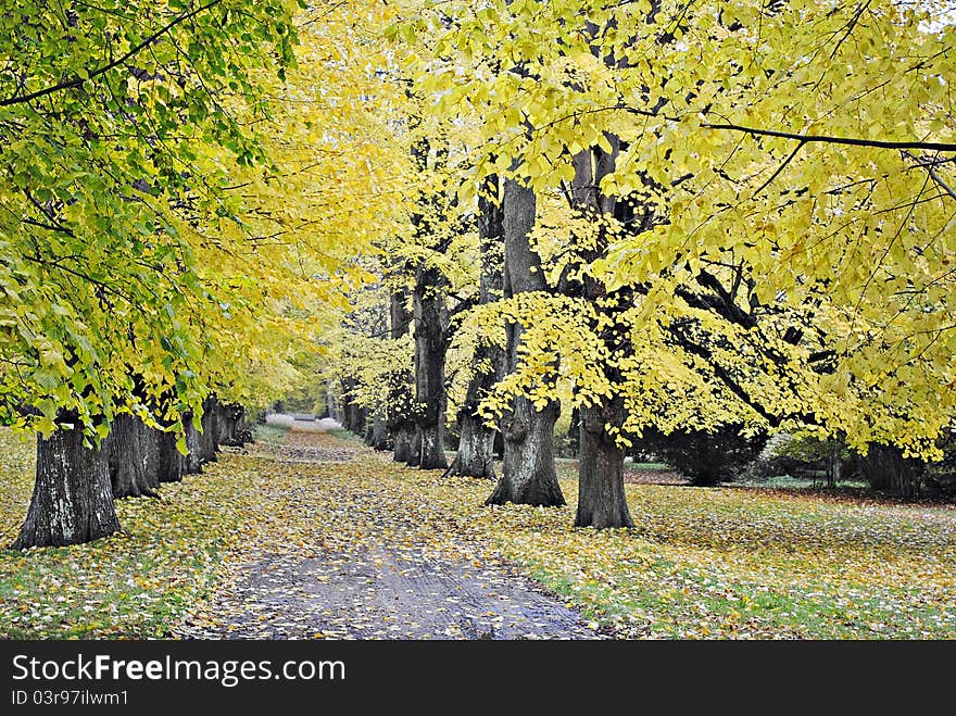 Yellow foliage of trees in the park. Yellow foliage of trees in the park