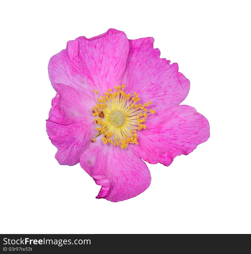 Flower head isolated on a white background