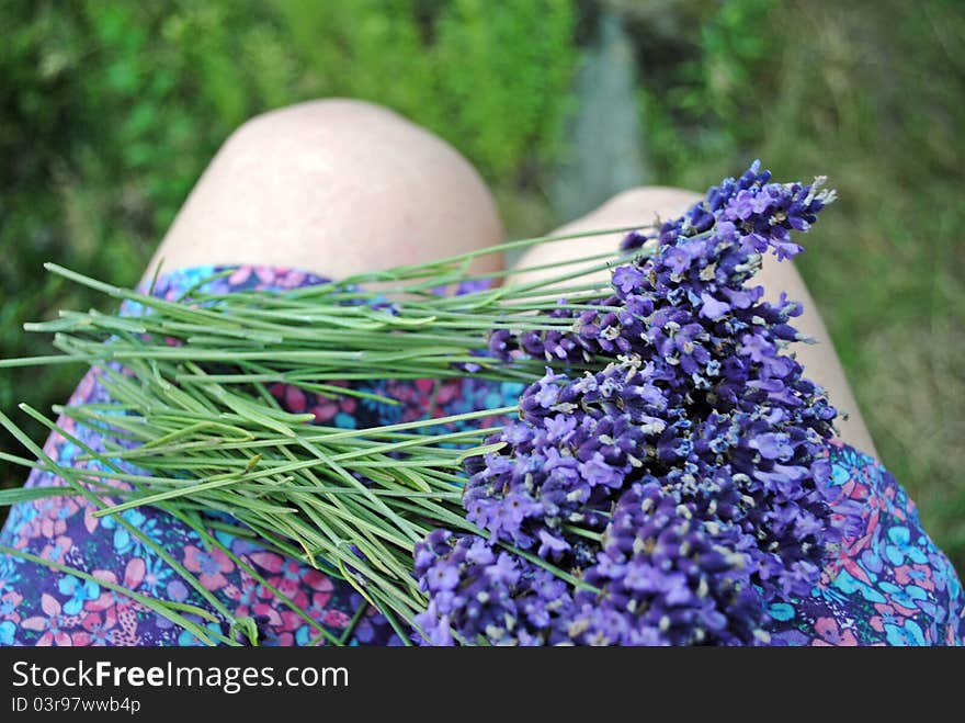 Cutted bunch of lavender on the girl's lap. Cutted bunch of lavender on the girl's lap