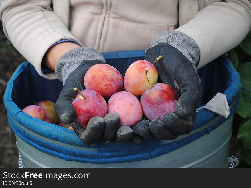 Harvesting of fresh organic plums in woman's hands