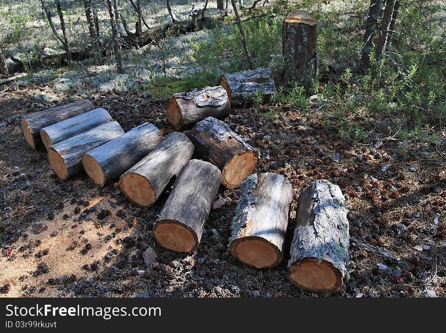 Harvested lumps in the forest