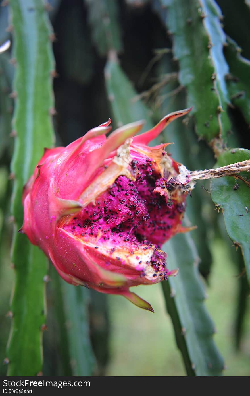 Pitahaya fruit