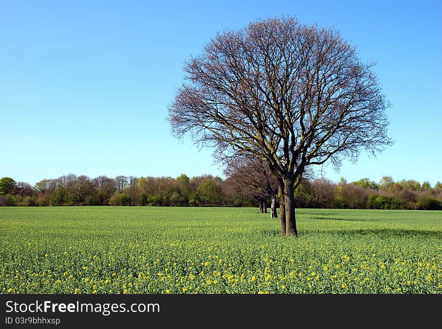 Trees in a rapeseed field in autumn