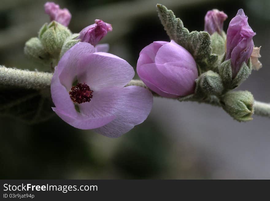 Flowering plant bushmallow