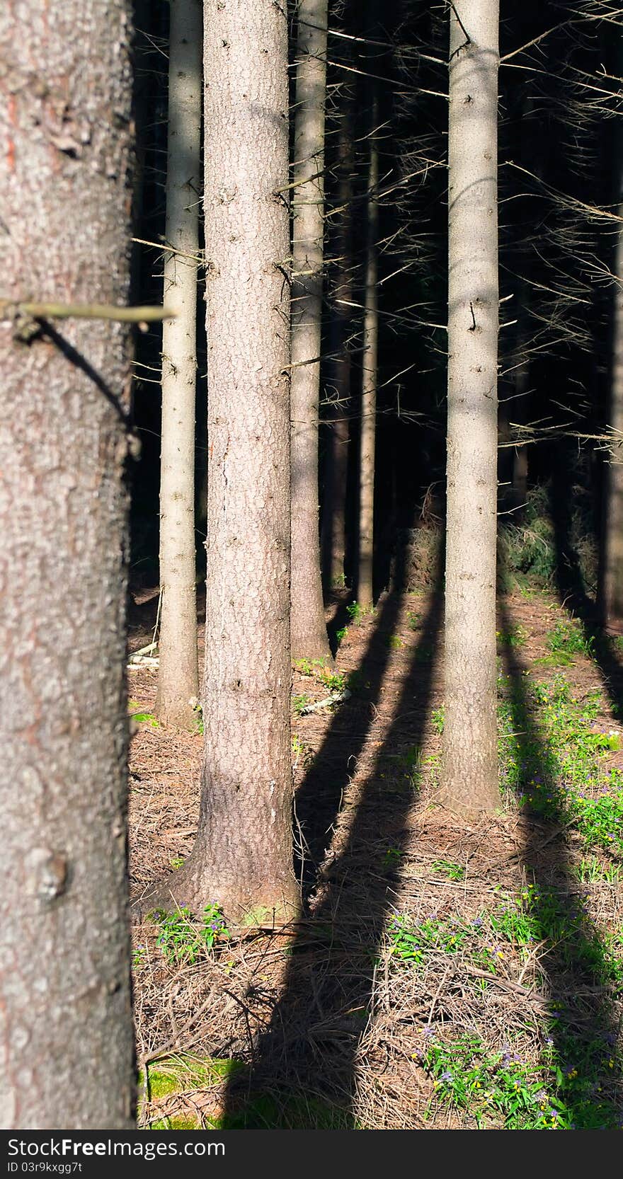 Pine forest in the autumn morning