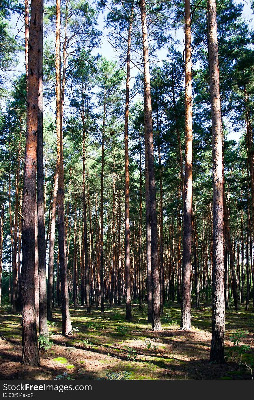 Bright pine forest with green moss. Bright pine forest with green moss