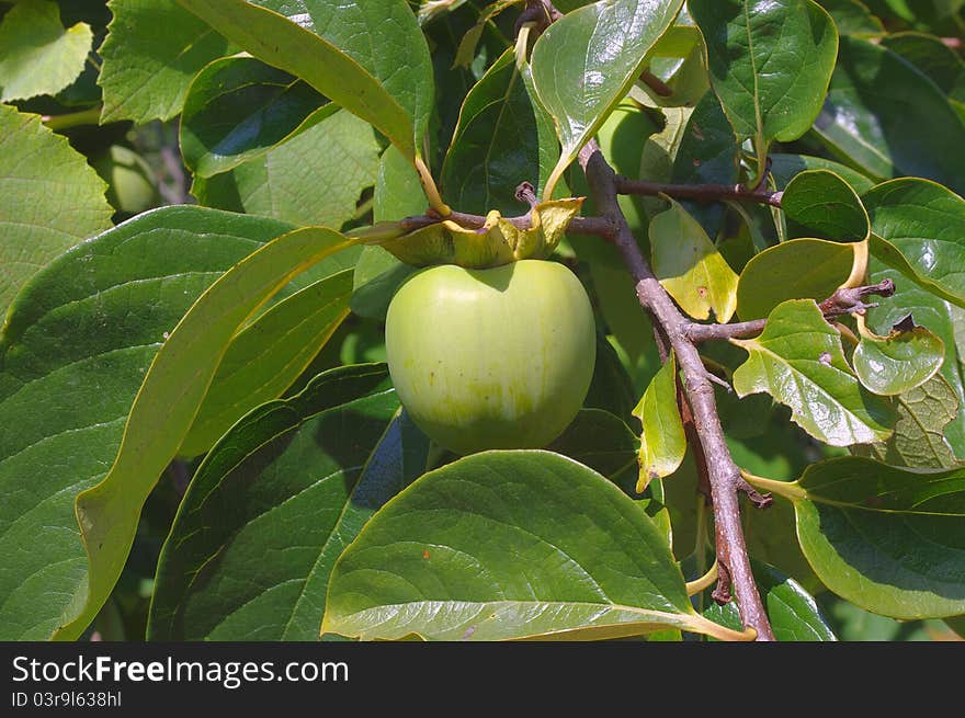 Green fruit of persimmon in a twigs of tree. Green fruit of persimmon in a twigs of tree