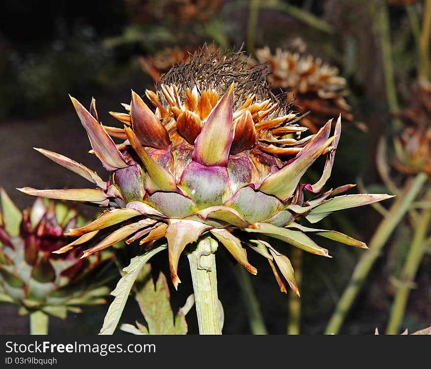 Globe Artichoke Flower Head with spiky leaves and dried seed head. Globe Artichoke Flower Head with spiky leaves and dried seed head