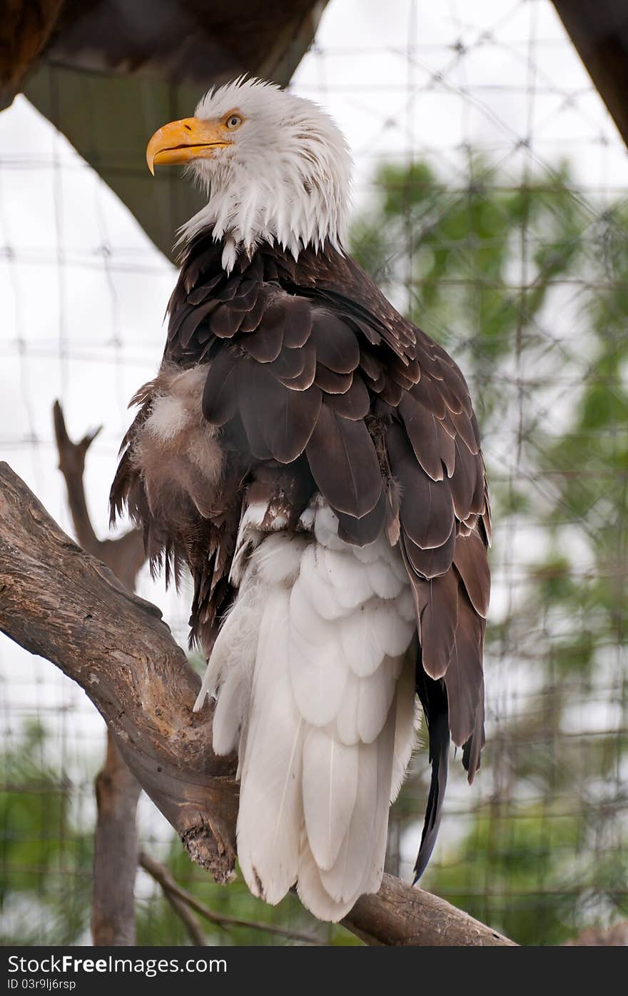 Bald Eagle