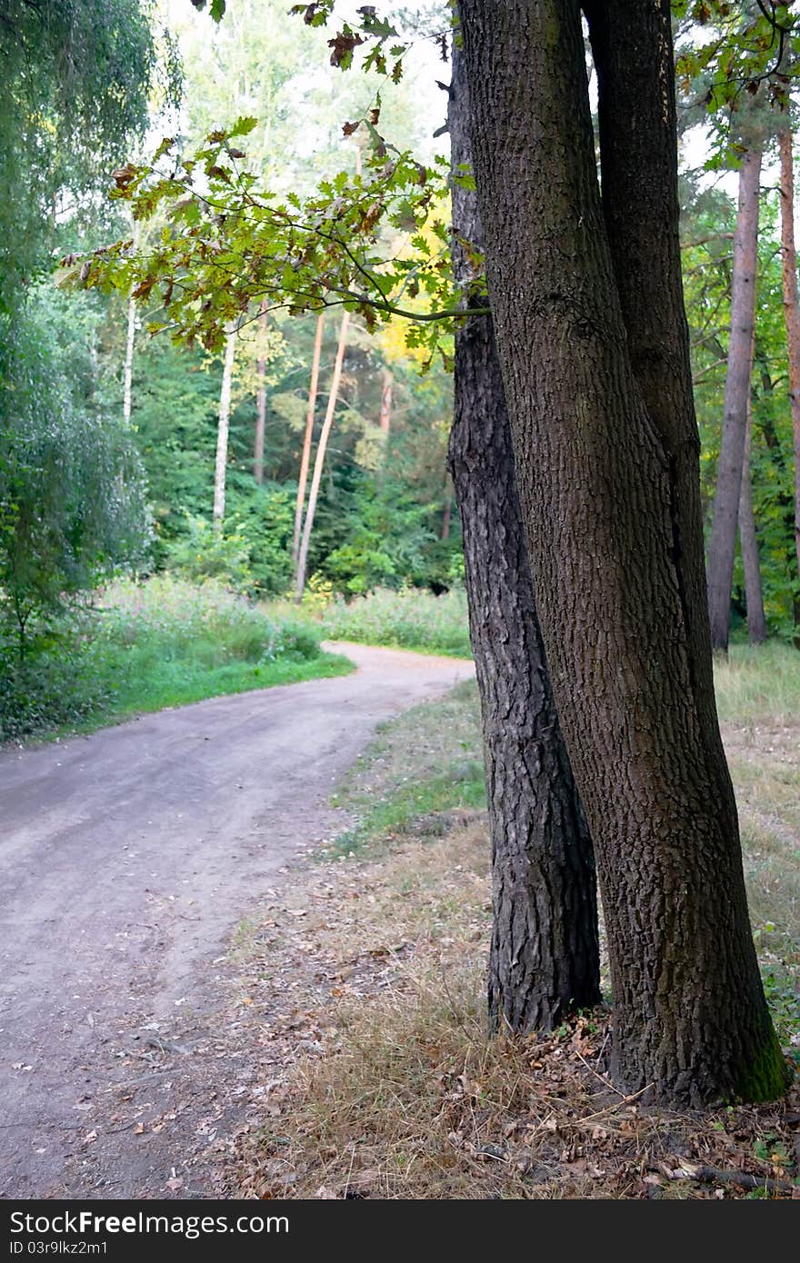 Road And Trees