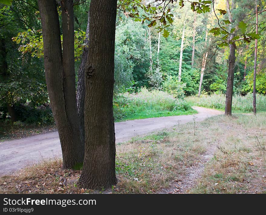 Road And Trees