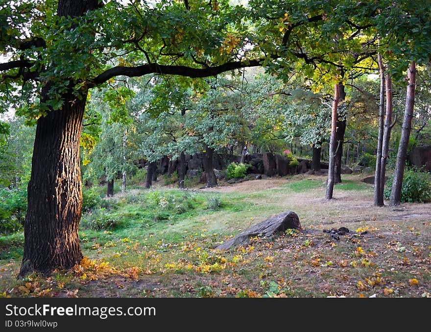 Morning forest