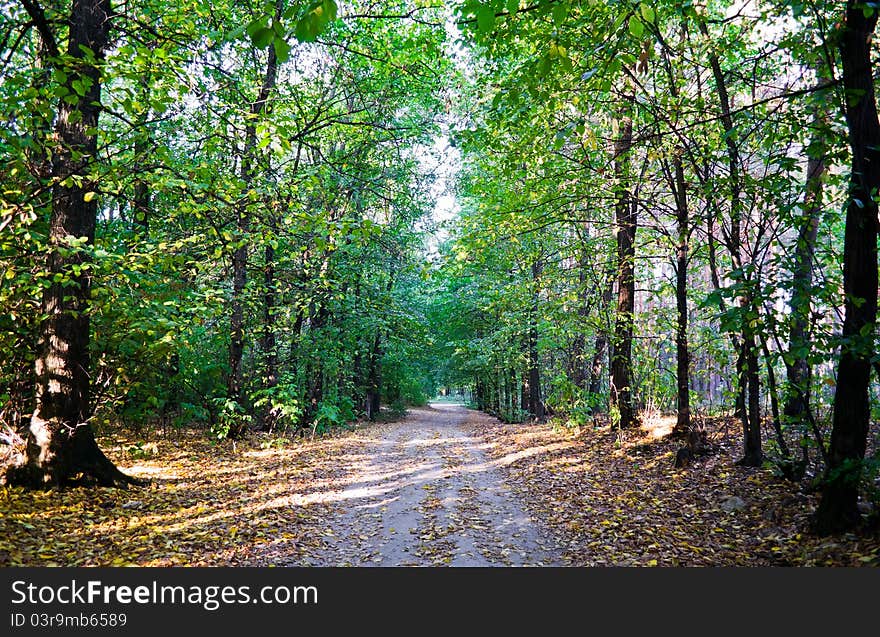 Forest walk