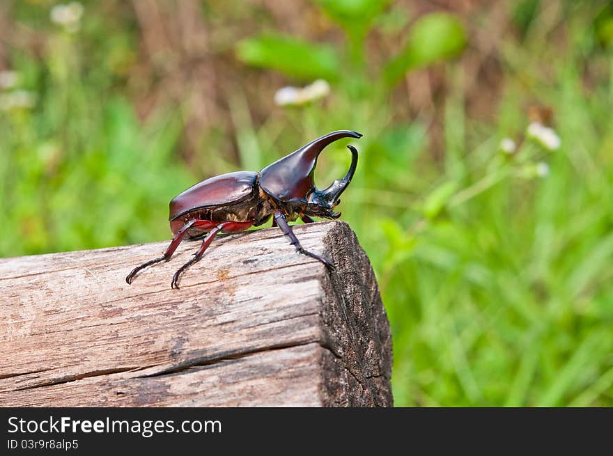 Rhinoceros beetle on timber