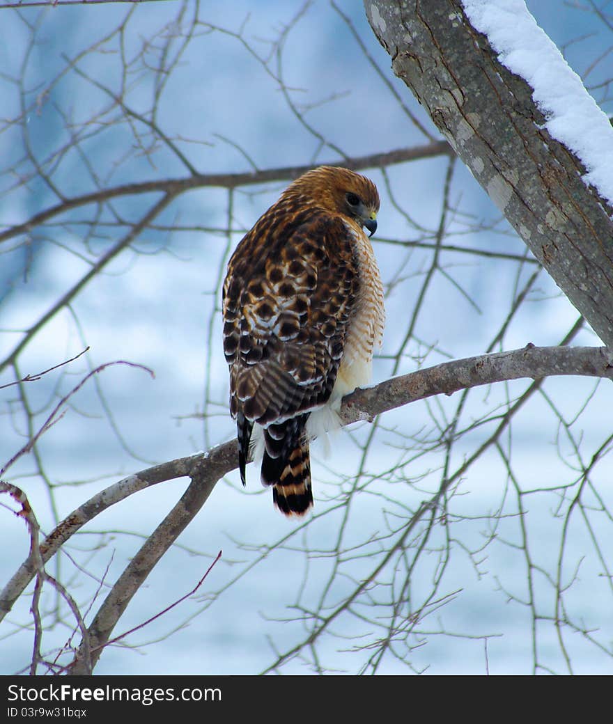 Perched hawk during winter in Wisconsin. Perched hawk during winter in Wisconsin