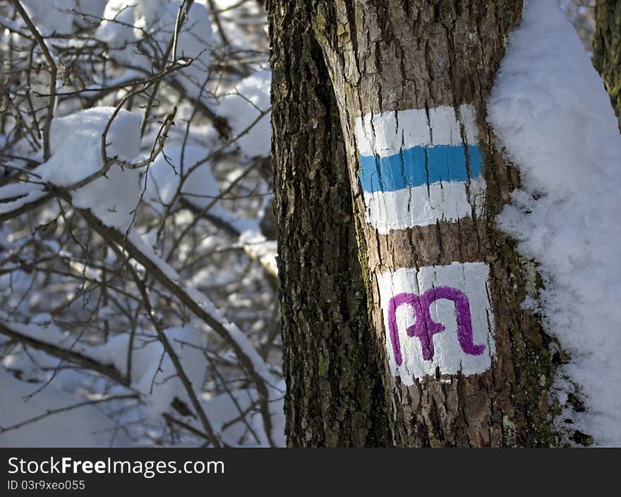 Tourist signs on winter tree. Tourist signs on winter tree