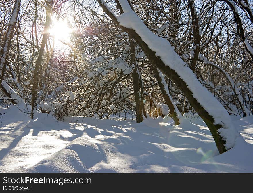 Trees under snow with cold sun. Trees under snow with cold sun