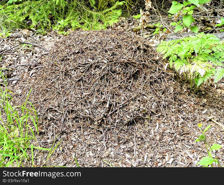 The ant hill of wood